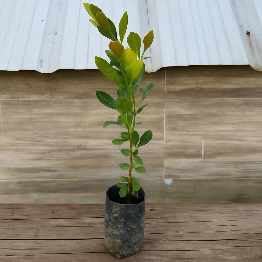 Araçá cultivado em quintal de sítio araçá ideal para plantar em quintal ou sítio