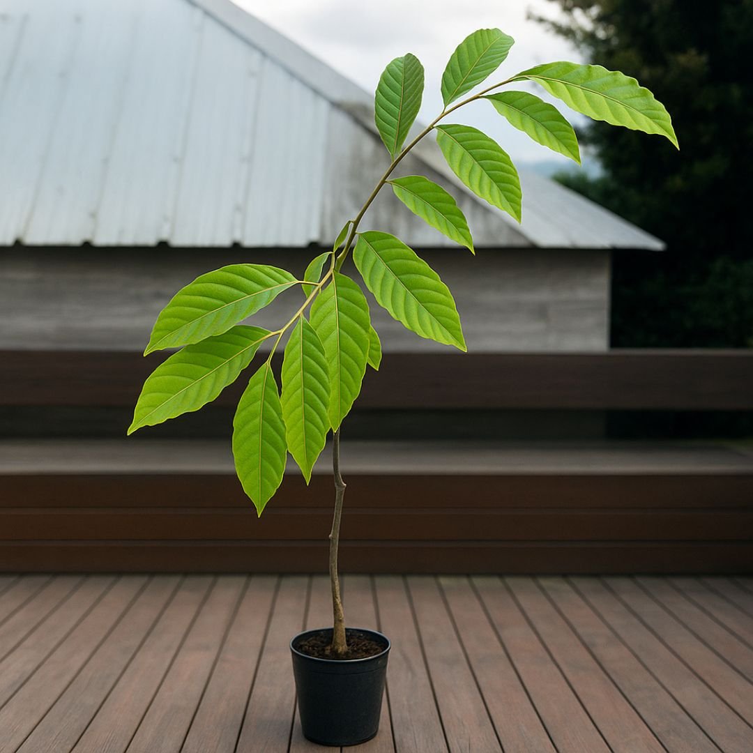 Planta de Araticum para Quintais e Sítios araticum ideal para quintal ou sítio