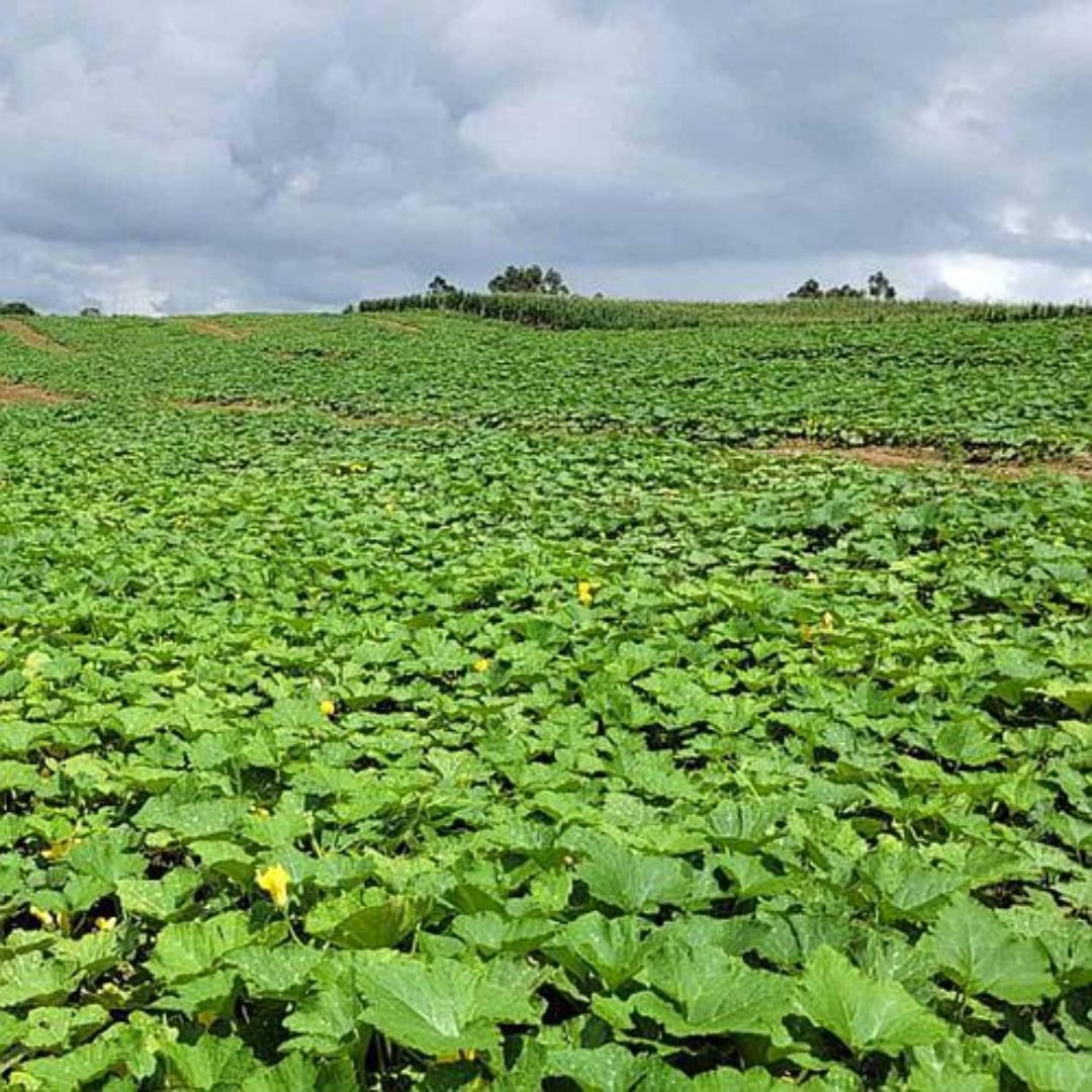 ab&oacute;bora Tetsukabuto ideal para cultivo em s&iacute;tios e quintais