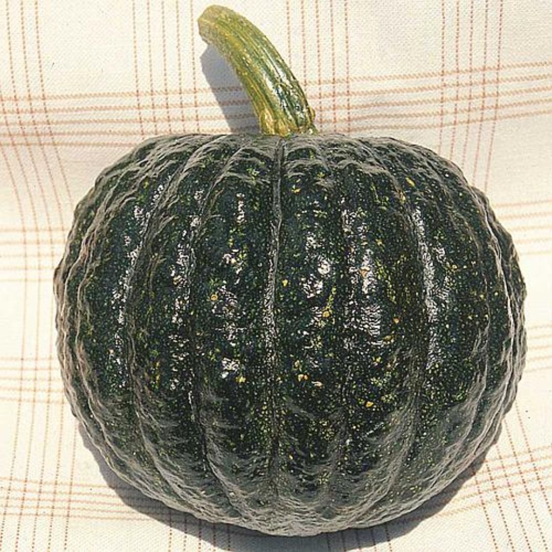 p&eacute; de ab&oacute;bora Tetsukabuto com frutos resistentes e doces
