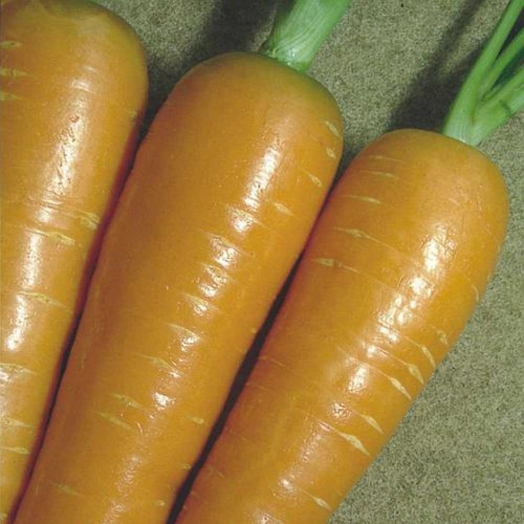 p&eacute; de cenoura Bras&iacute;lia ideal para quintal e horta