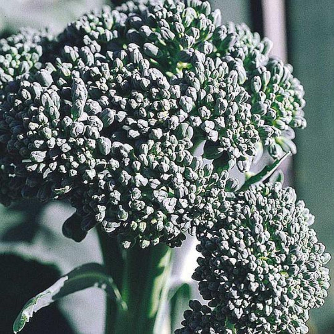 p&eacute; de couve-br&oacute;colis Ramoso Santana cultivado em horta