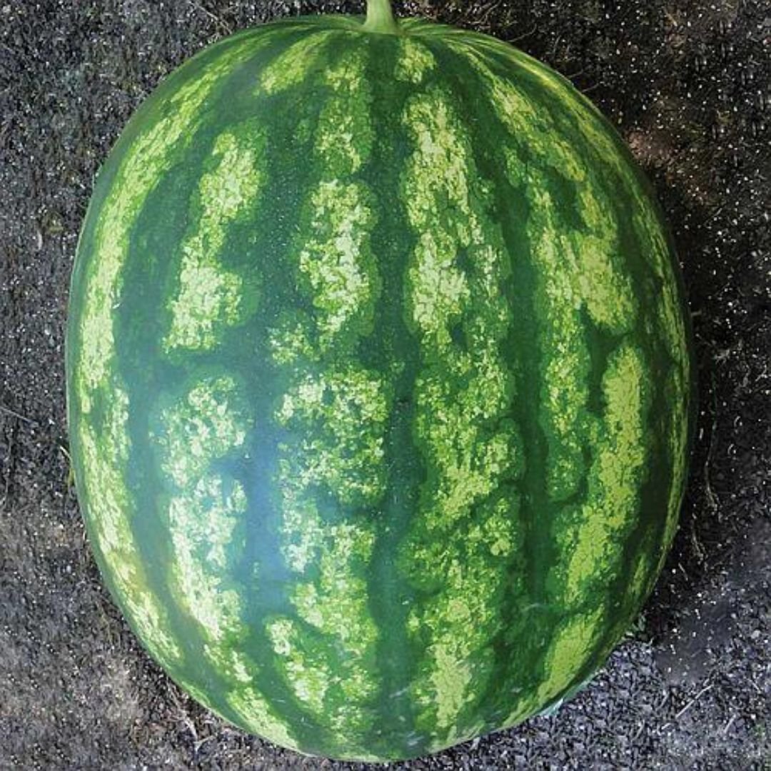 melancia Crimson Sweet produz frutos grandes e doces