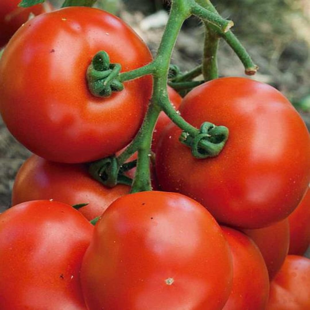 tomate rasteiro Rio Grande com frutos vermelhos e carnudos