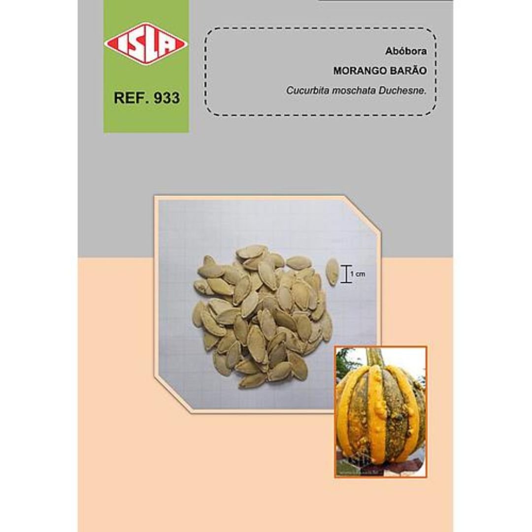 cultivo de ab&oacute;bora Morango Bar&atilde;o Enrugado em s&iacute;tio ou quintal