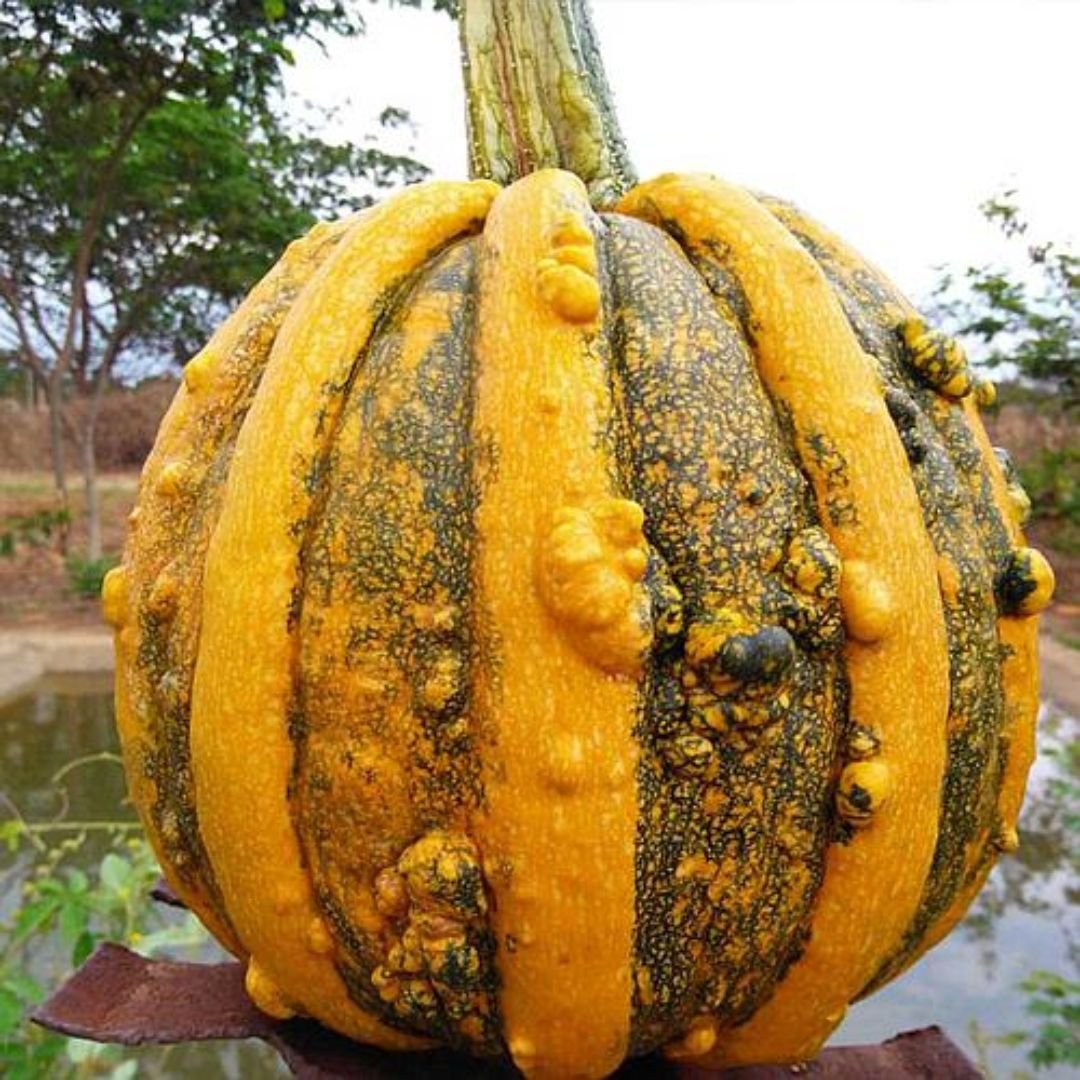 fruto da ab&oacute;bora Morango Bar&atilde;o Enrugado com polpa doce