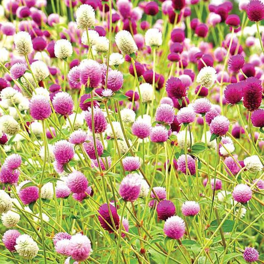 gonfrena globosa sortida ideal para vasos e canteiros