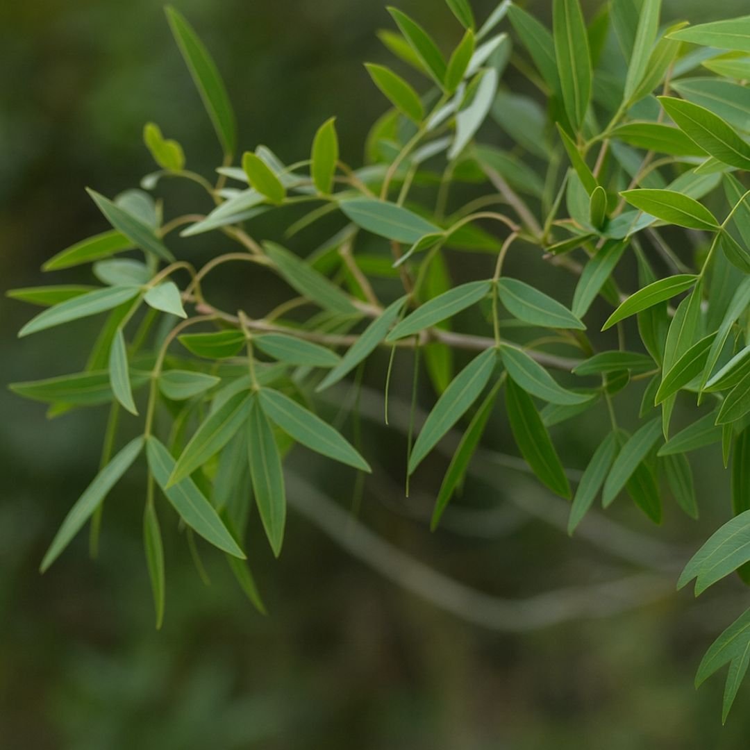 aroeira com flores brancas e vermelhas ideal para s&iacute;tio