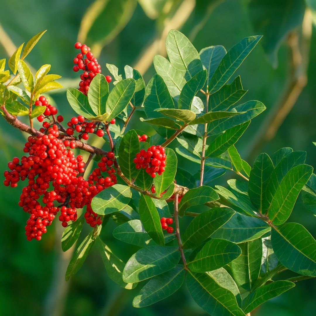 p&eacute; de aroeira ornamental e medicinal para jardim