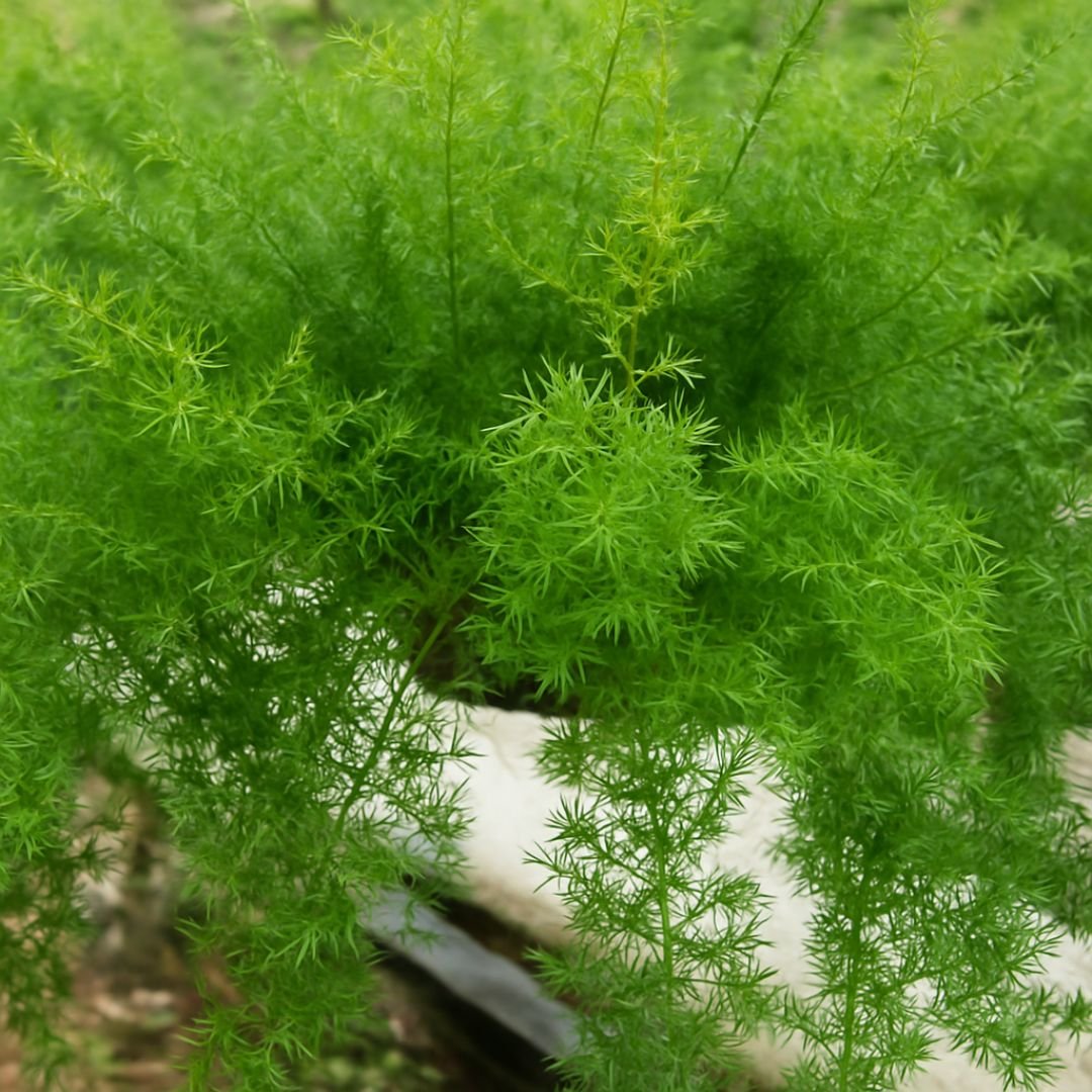 planta de aspargo alfinete com folhas finas e elegantes