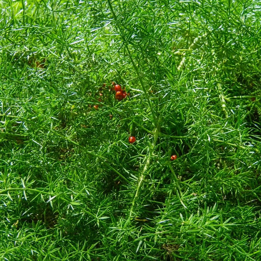p&eacute; de aspargo alfinete ideal para vasos decorativos