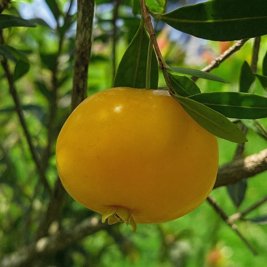 p&eacute; de uvaia com flora&ccedil;&atilde;o intensa