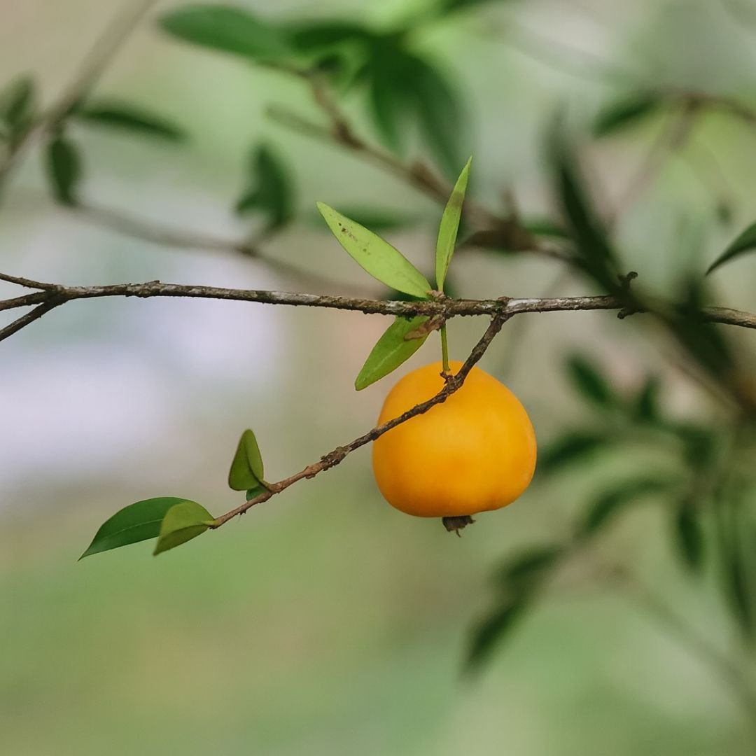 muda de uvaia que frutifica r&aacute;pido