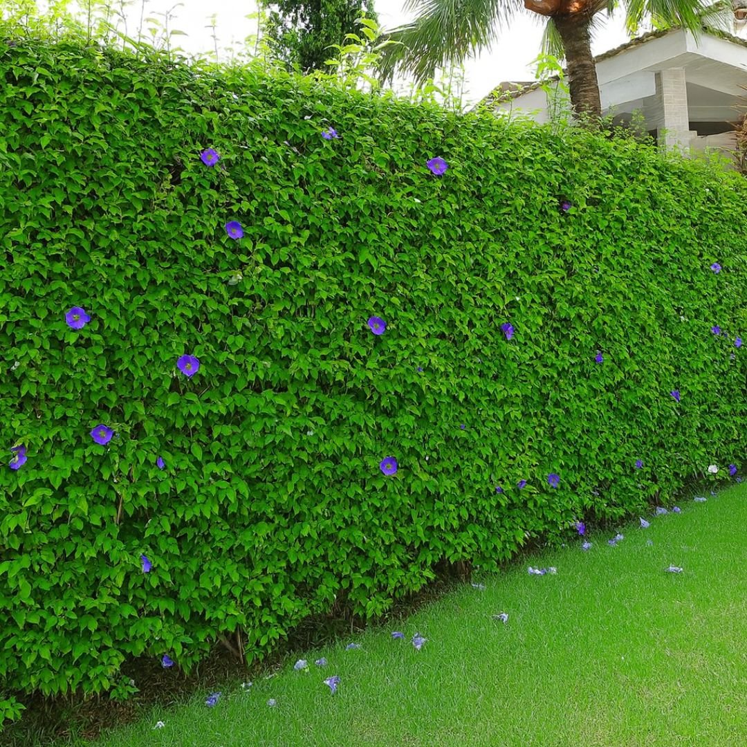 muda de Tumbergia Erecta que floresce com facilidade