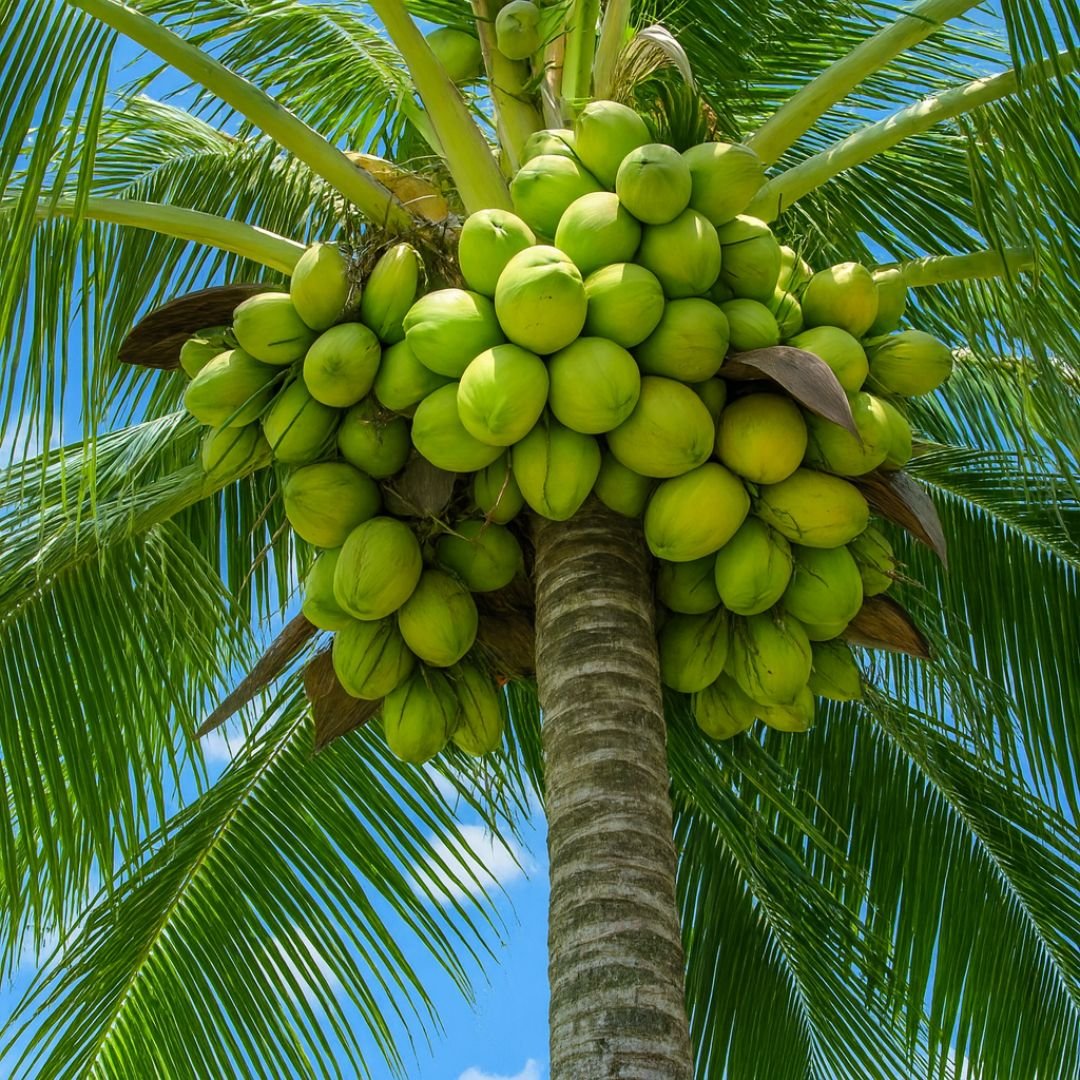 muda de coco da Bahia an&atilde;o que frutifica cedo