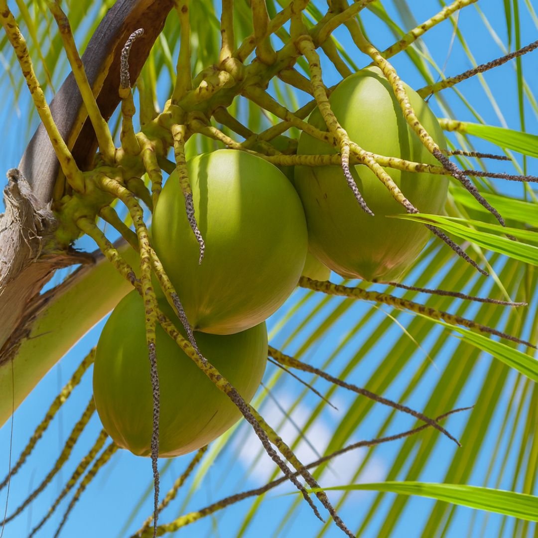p&eacute; de coco da Bahia an&atilde;o com frutos grandes
