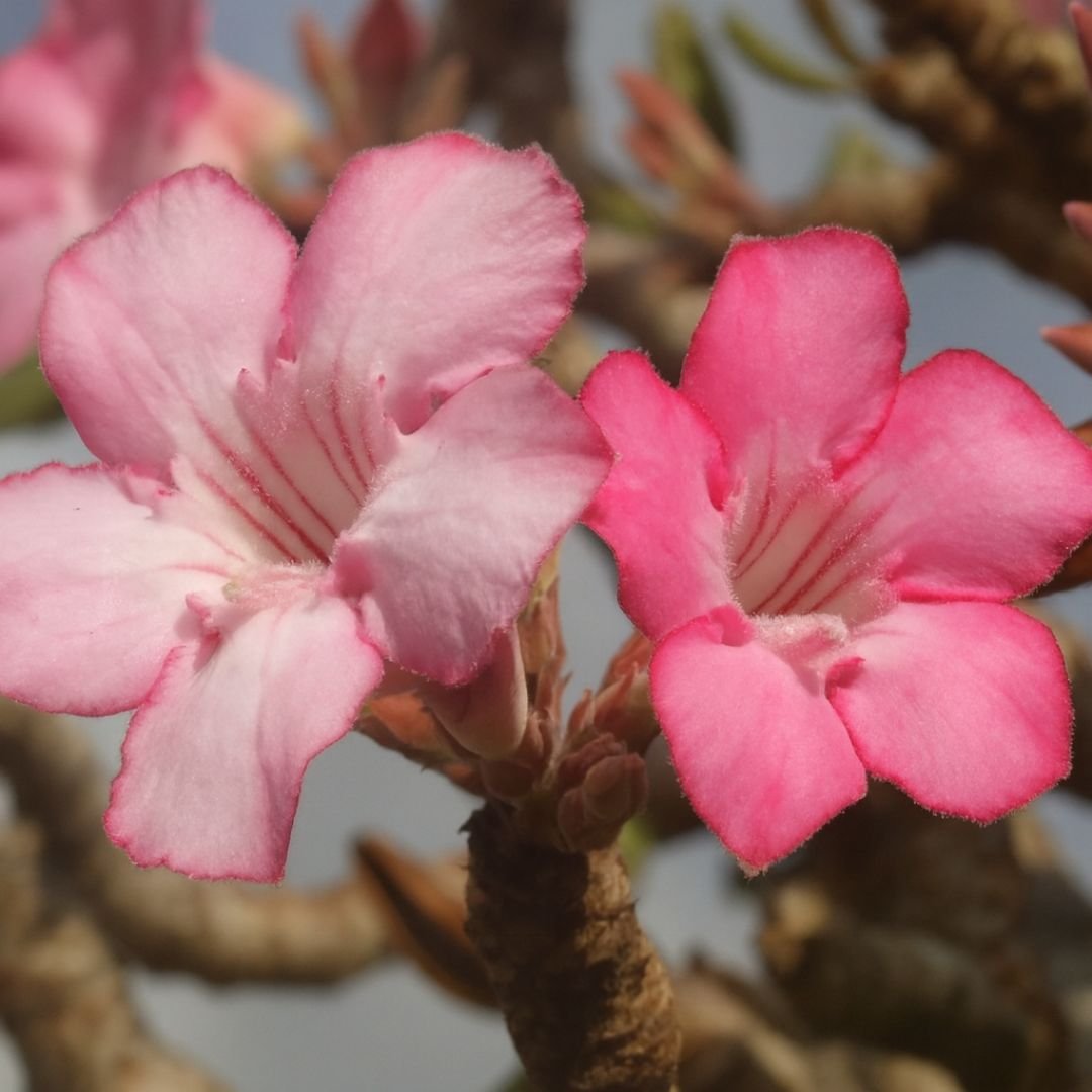 p&eacute; de rosa do deserto com flores vibrantes