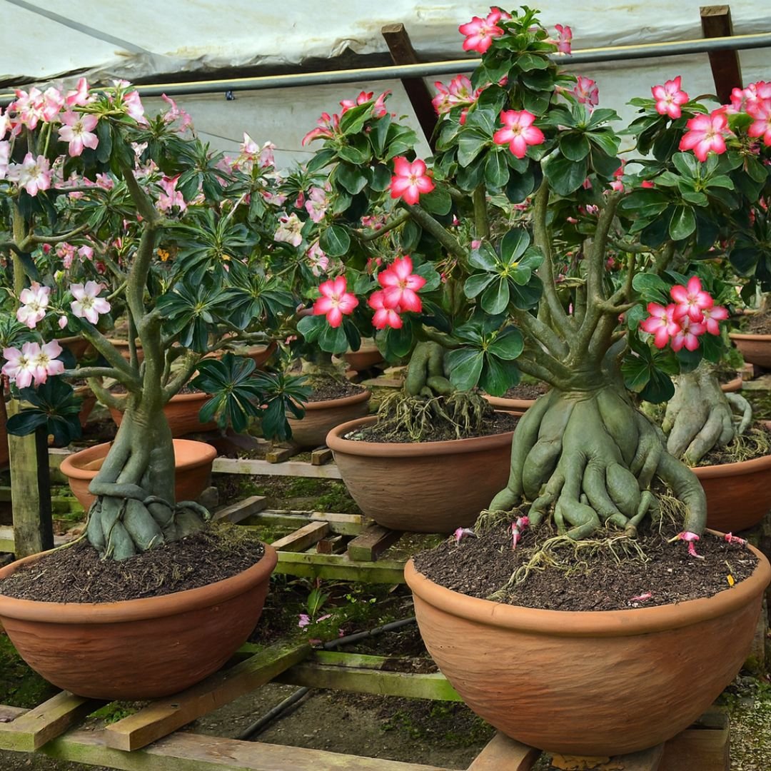 rosa do deserto ideal para vasos e jardins