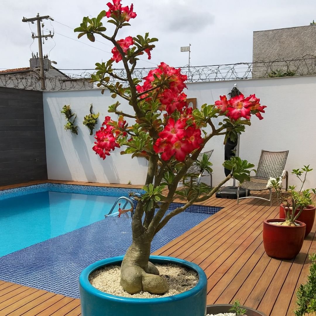 muda de rosa do deserto com flora&ccedil;&atilde;o exuberante