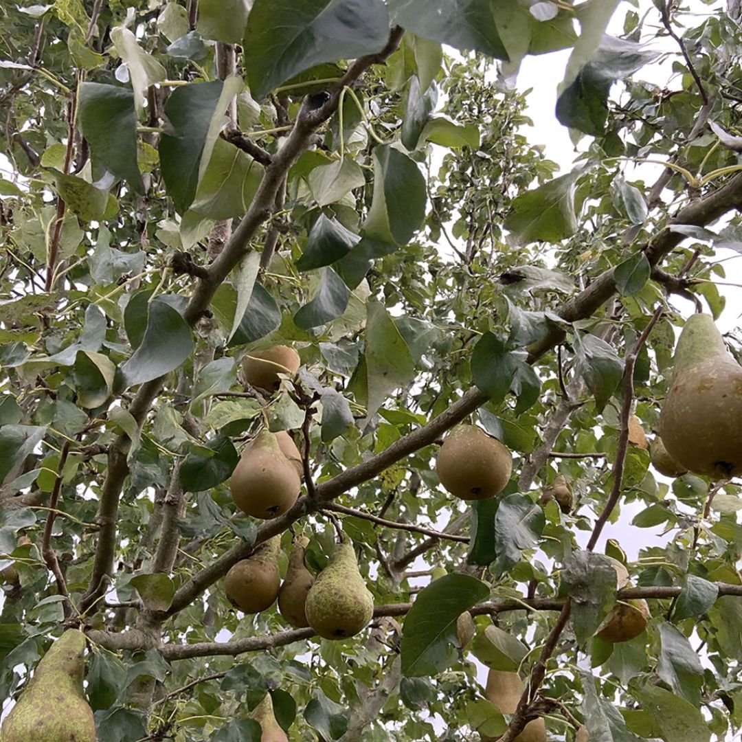 Pé de pêra triunfo com frutos grandes pé de pêra triunfo com frutos grandes