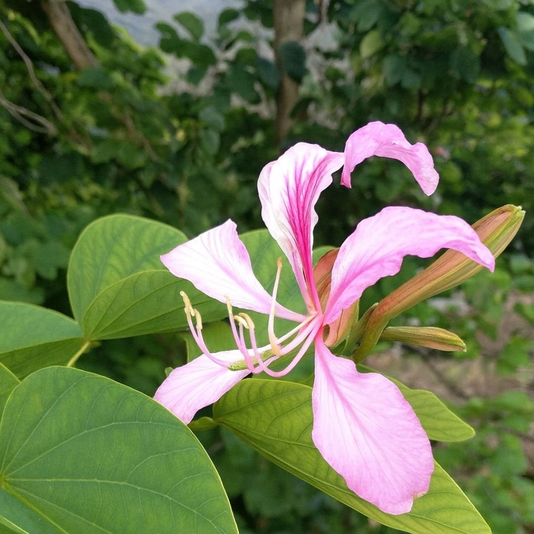 muda de pata de vaca ideal para vaso ou jardim