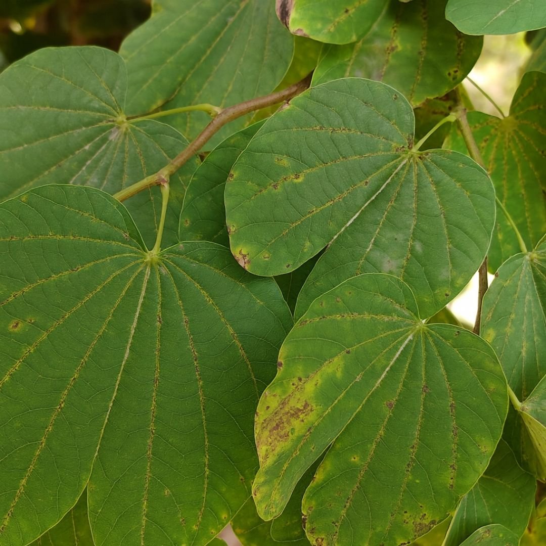 p&eacute; de pata de vaca florido com flores roxas