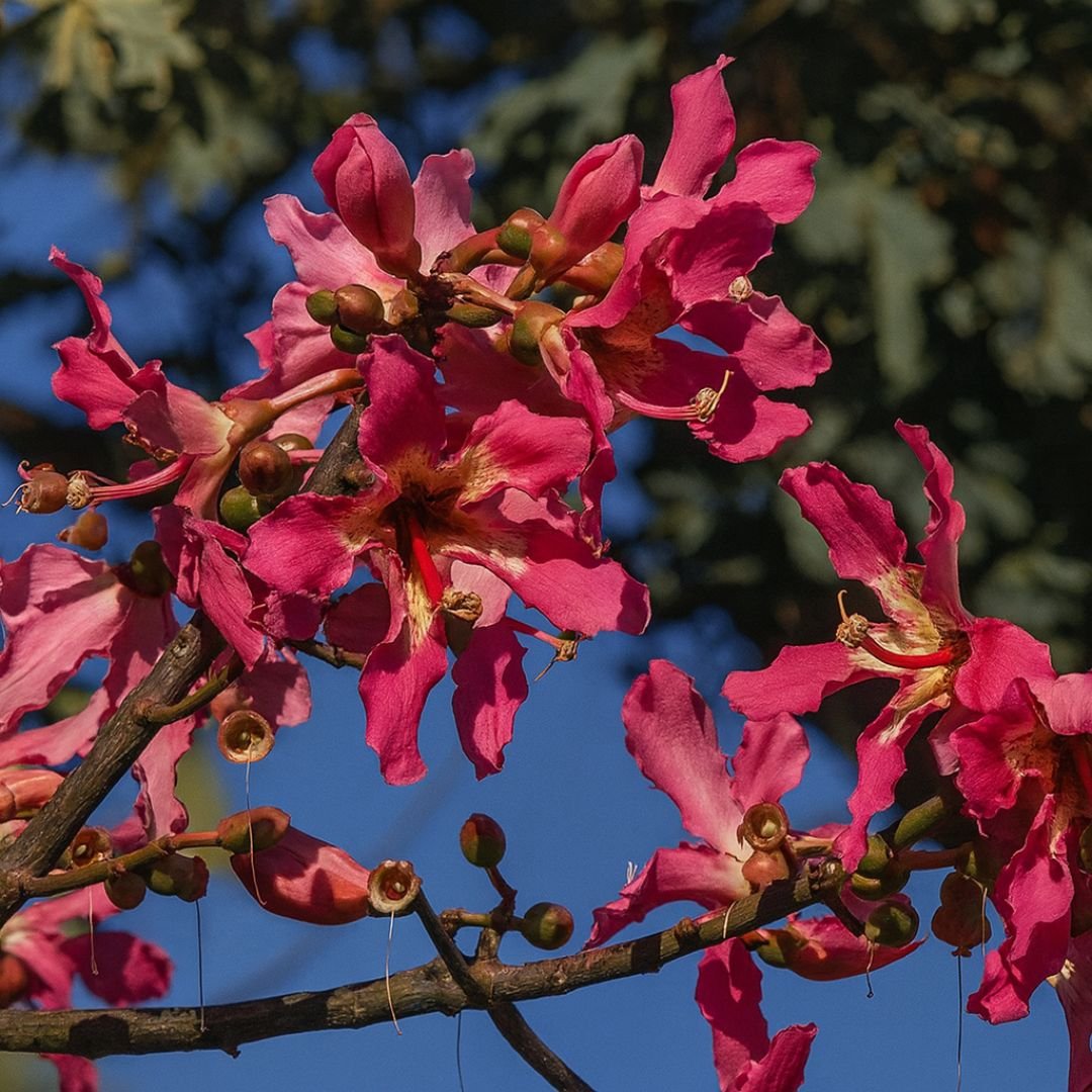 flores da paineira em s&iacute;tio para reflorestamento