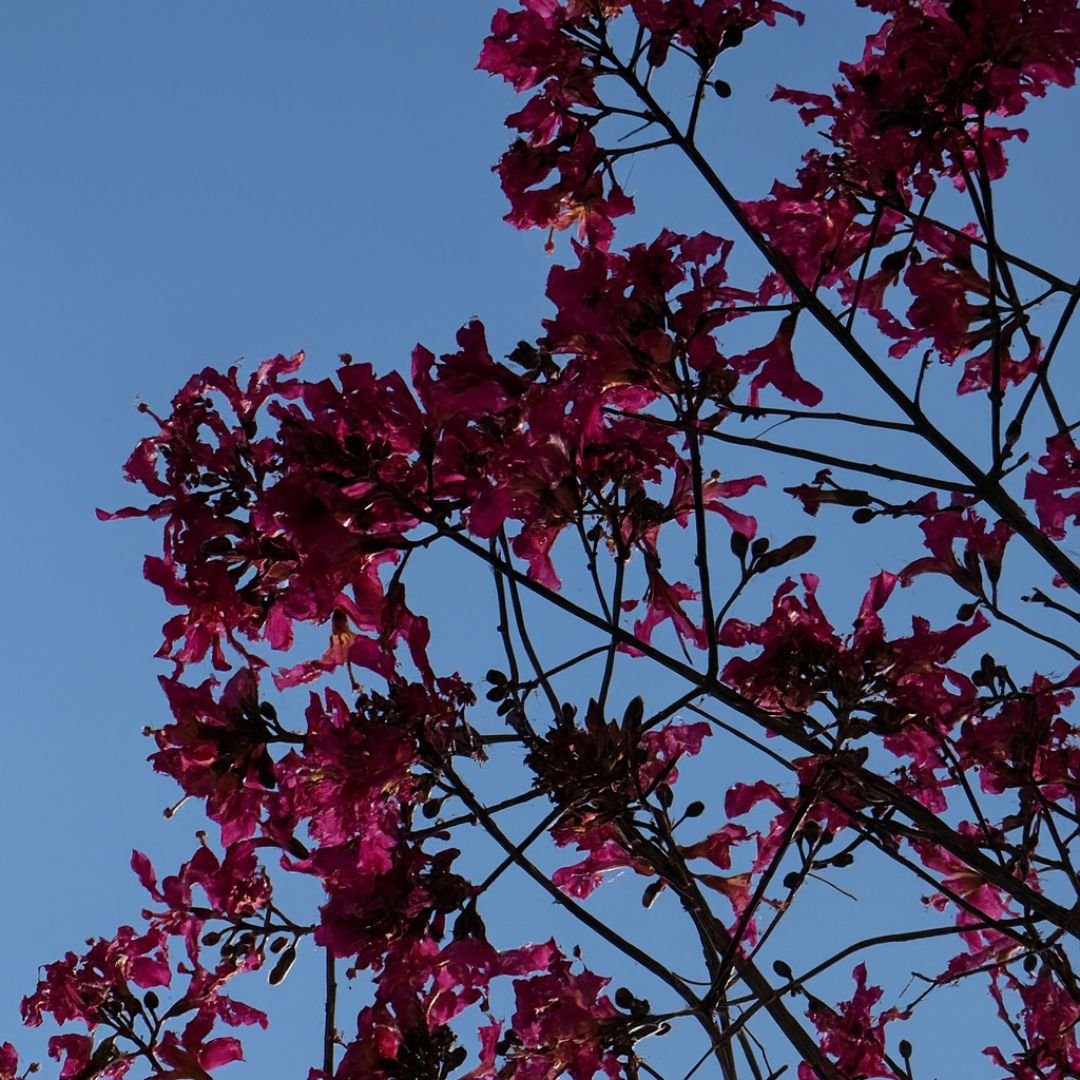 p&eacute; de paineira florido em &aacute;rea de s&iacute;tio