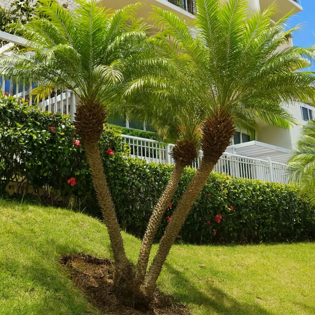 Palmeira Fênix compacta para decoração tropical palmeira fênix ideal para jardim ou varanda