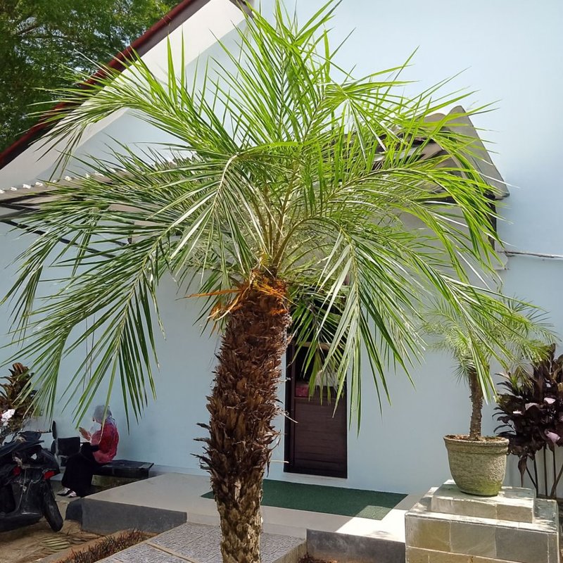 Pé de Palmeira Fênix Pé de Palmeira Fênix