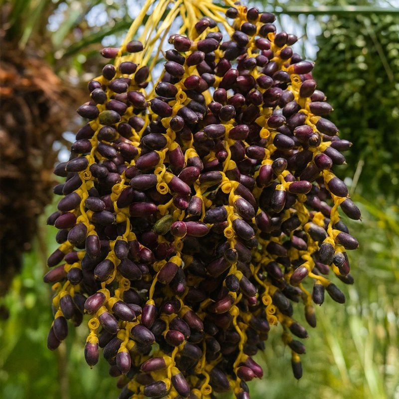 Palmeira Fênix Palmeira Fênix