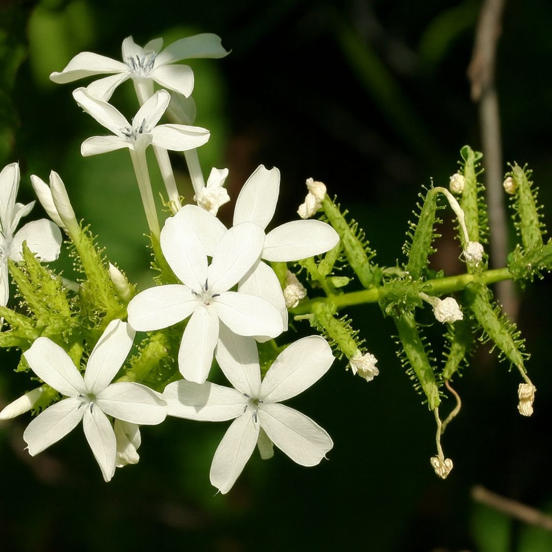 muda de plumbago branco que floresce no calor