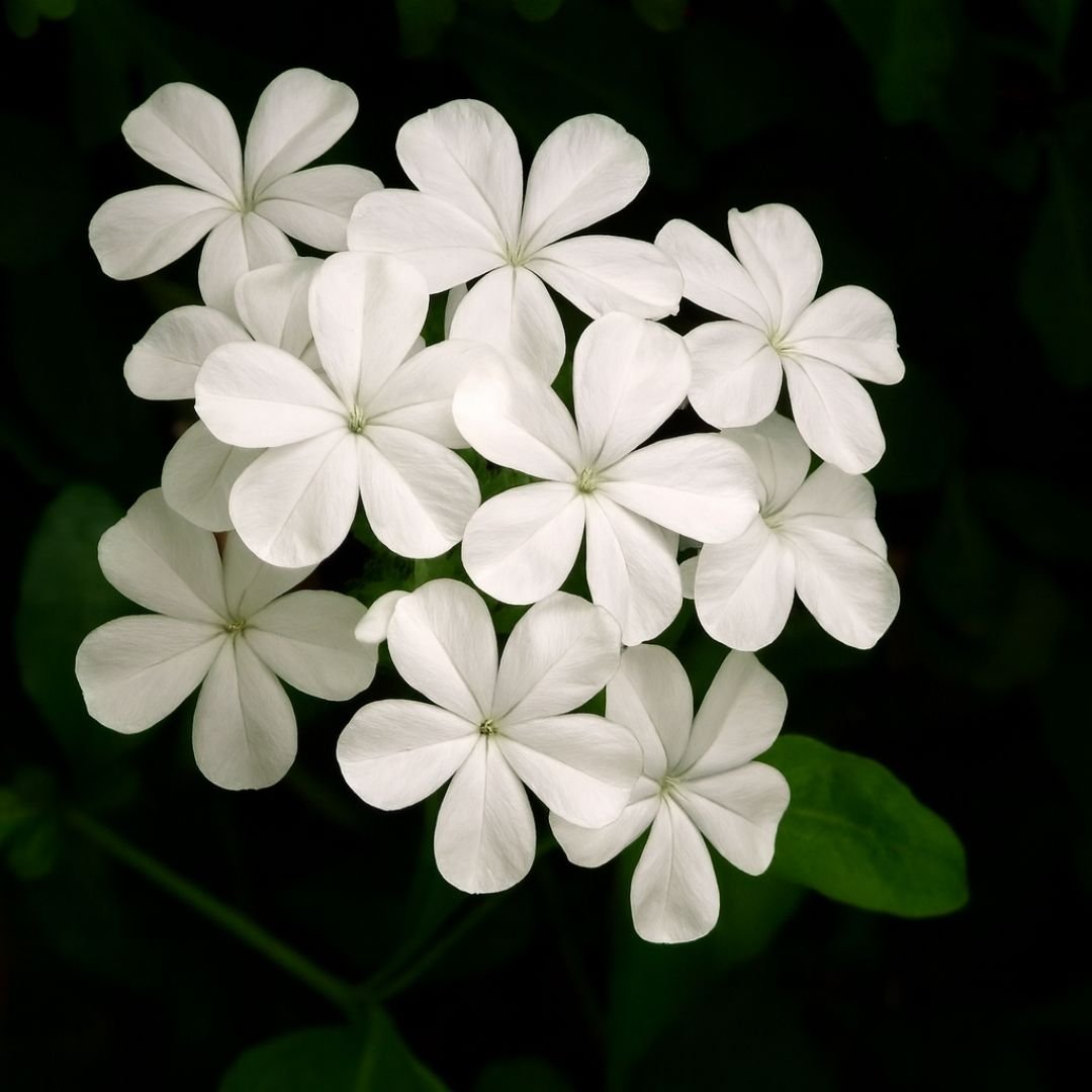 Muda de Plumbago Branco