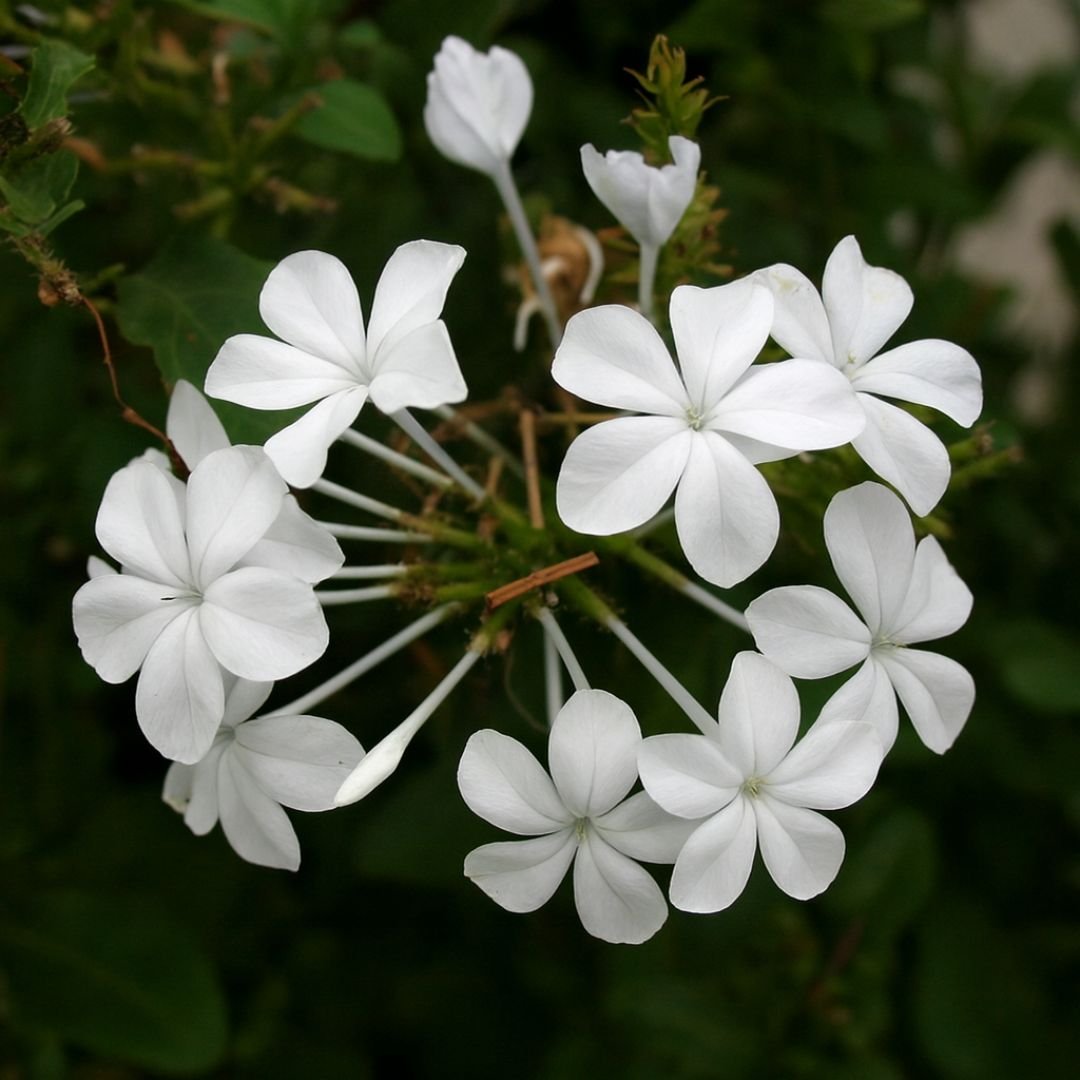 p&eacute; de plumbago branco com flores ornamentais