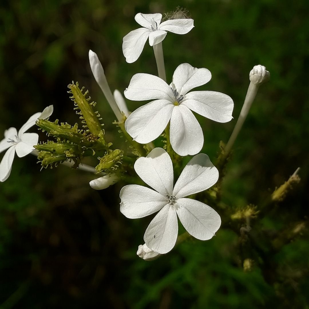 Bela Emília ideal para vasos e jardins tropicais plumbago branco ideal para vaso ou quintal