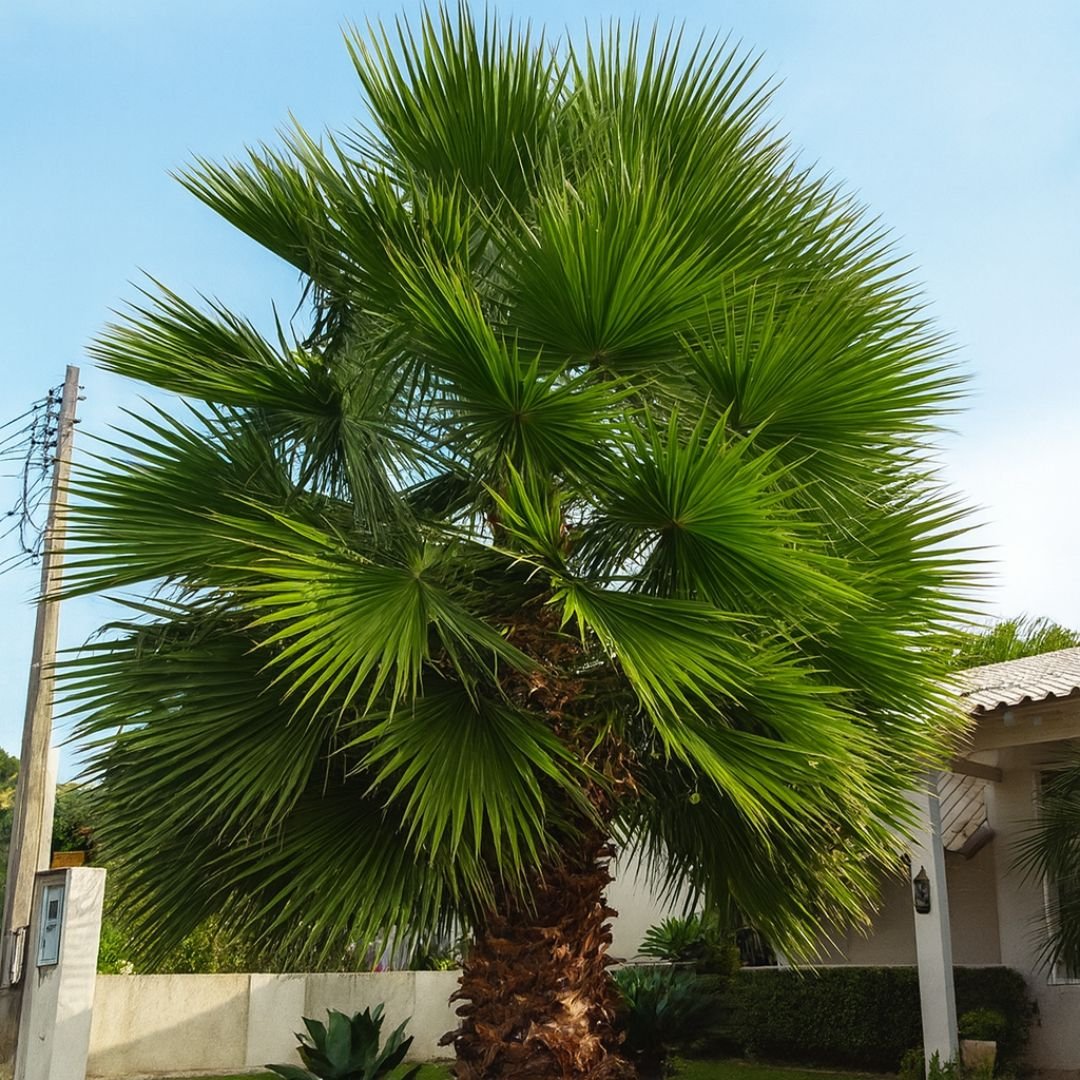 muda de palmeira washingtonia que frutifica cedo