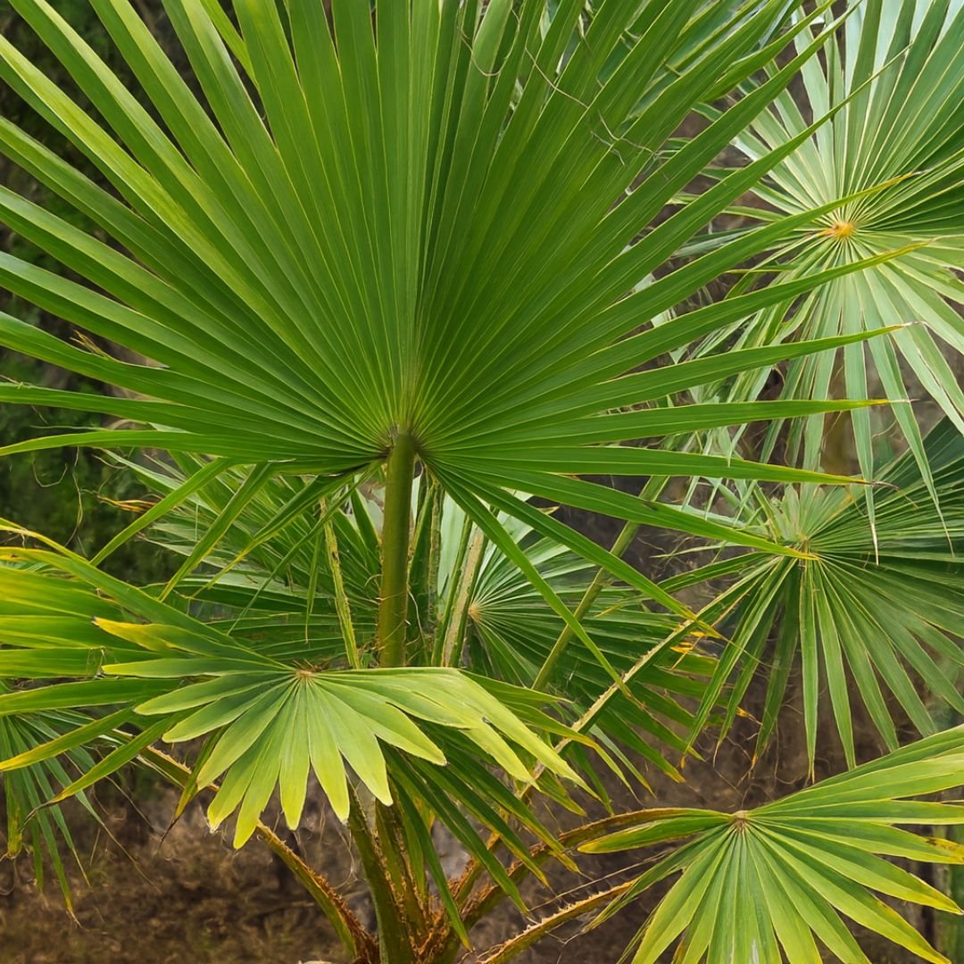 p&eacute; de palmeira washingtonia com folhas grandes
