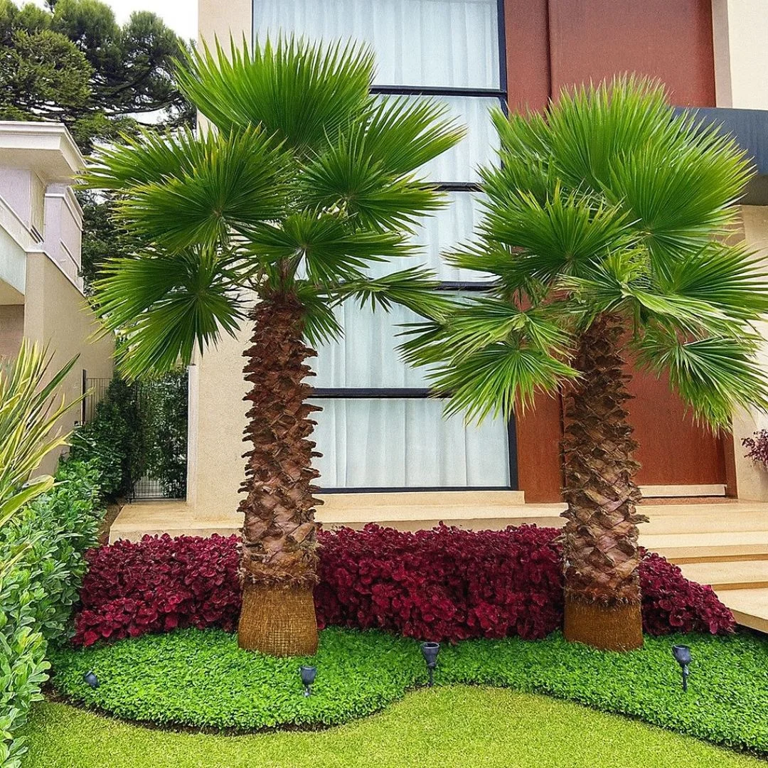 muda de palmeira Washingtonia
