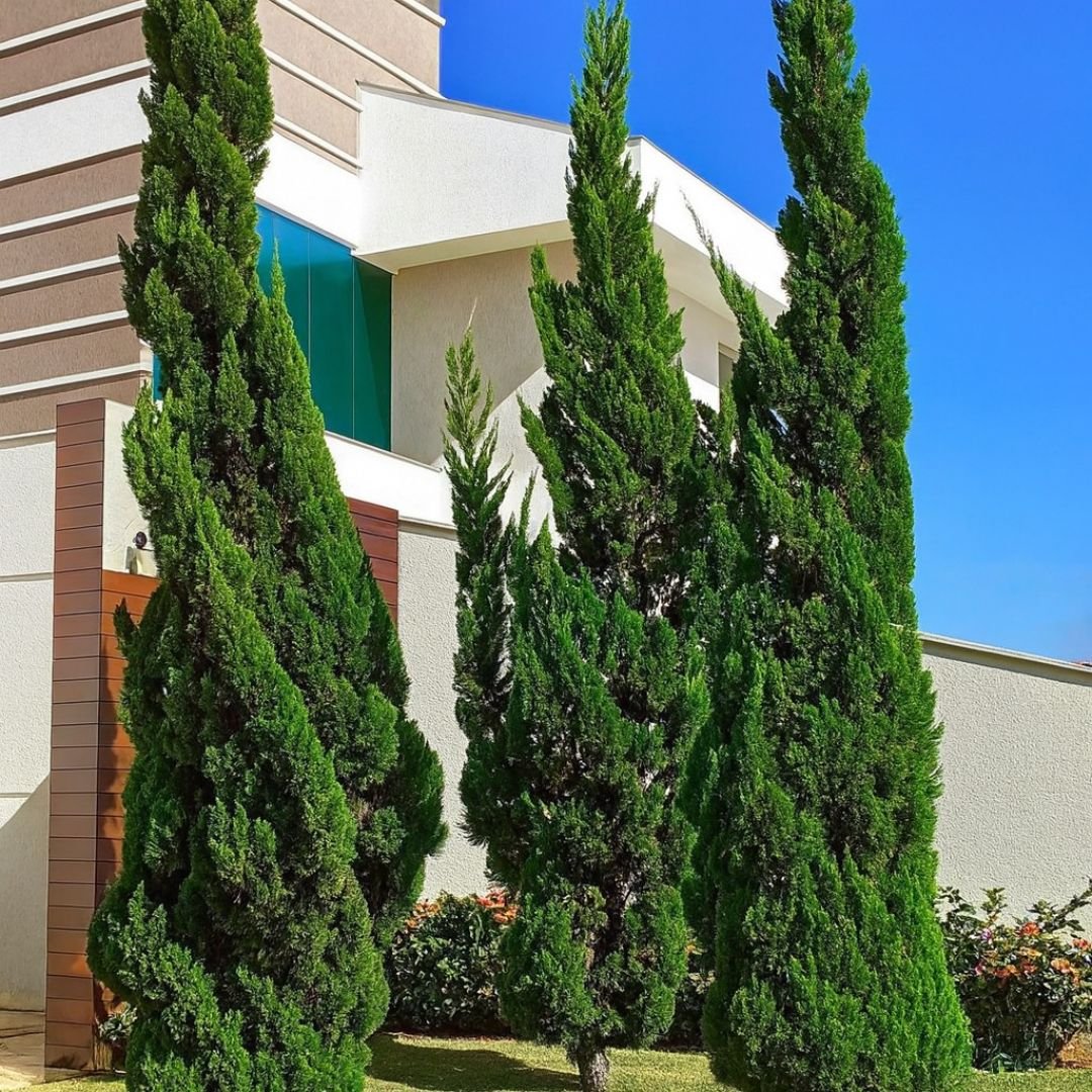 muda de cipreste kaizuka para jardim