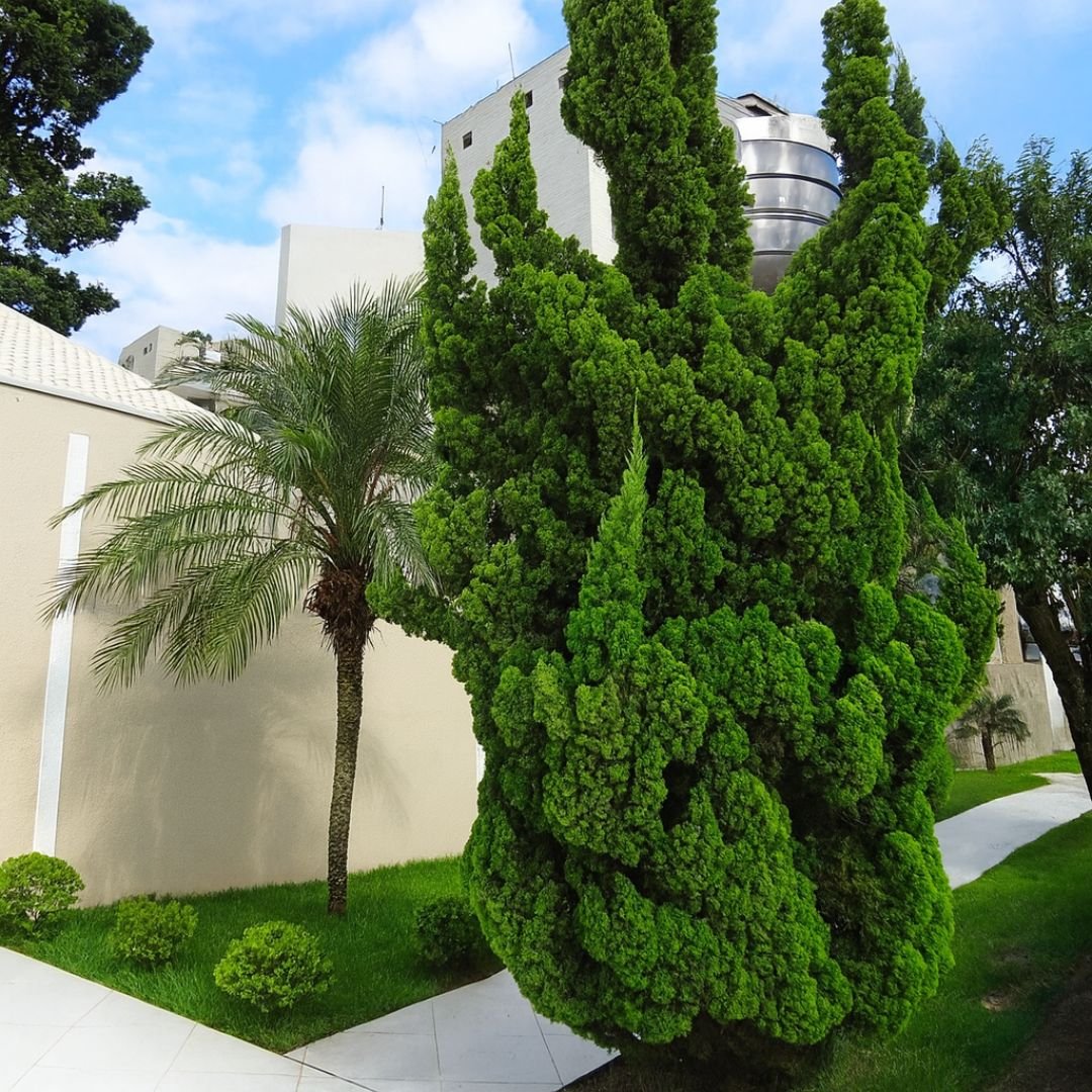 p&eacute; de cipreste kaizuka com crescimento vertical