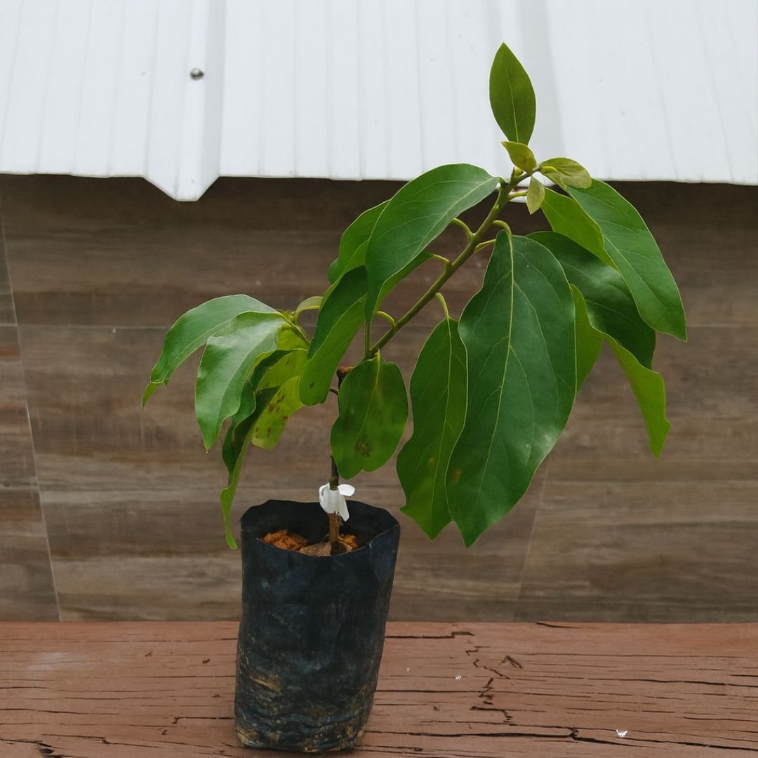 abacate Fortuna ideal para vaso ou quintal