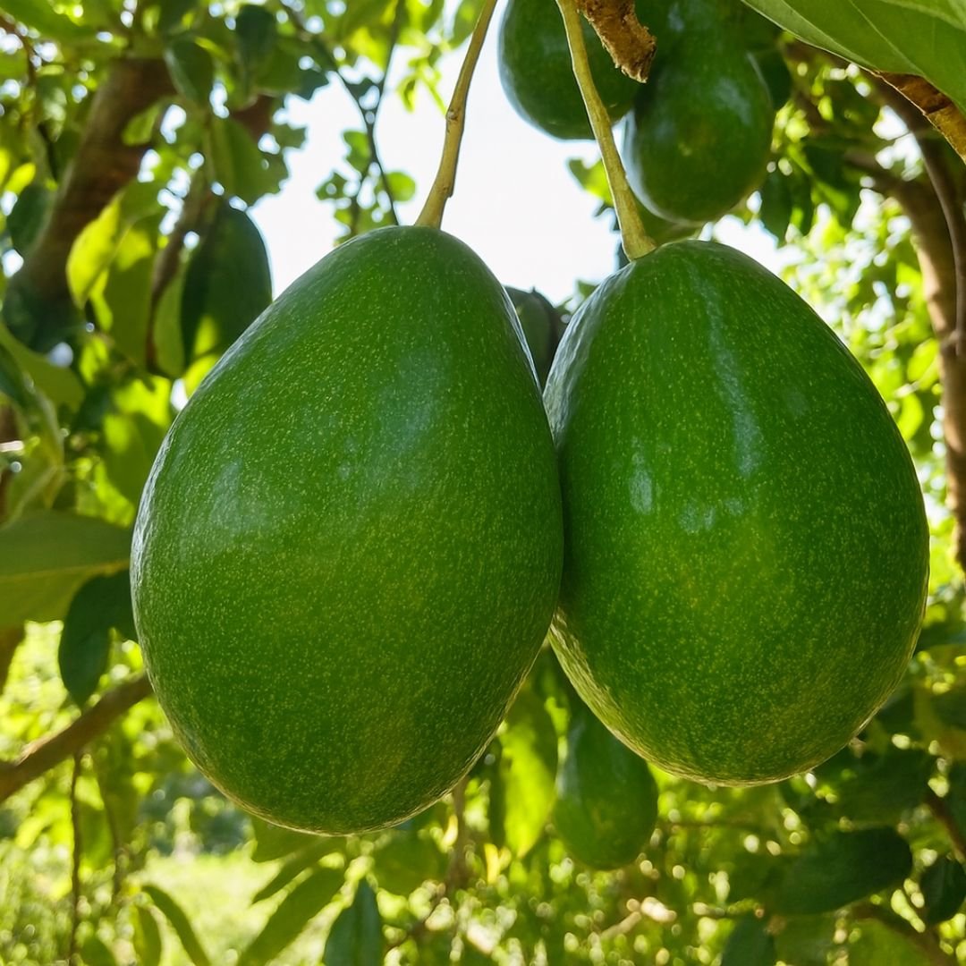 p&eacute; de abacate Fortuna com polpa cremosa