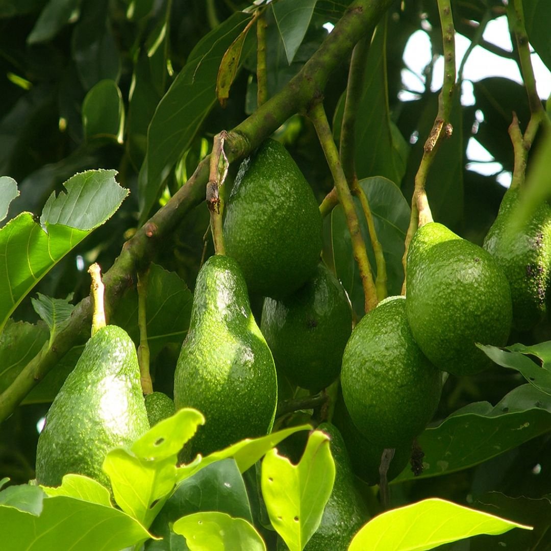 muda de abacate Fortuna que frutifica cedo
