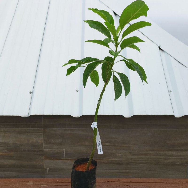 Pé de Abacate Margarida Pé de Abacate Margarida