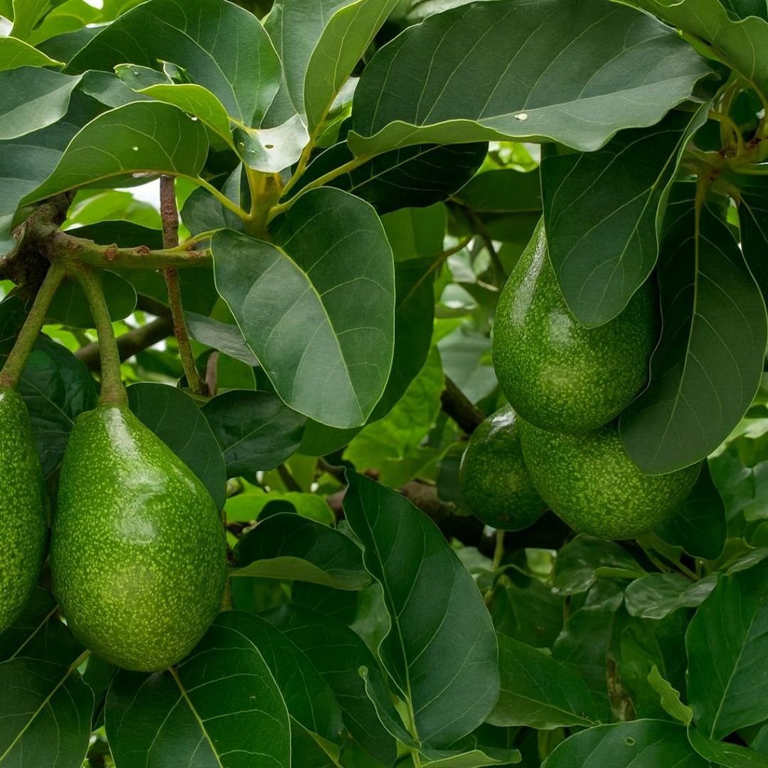 muda de abacate Margarida que frutifica cedo