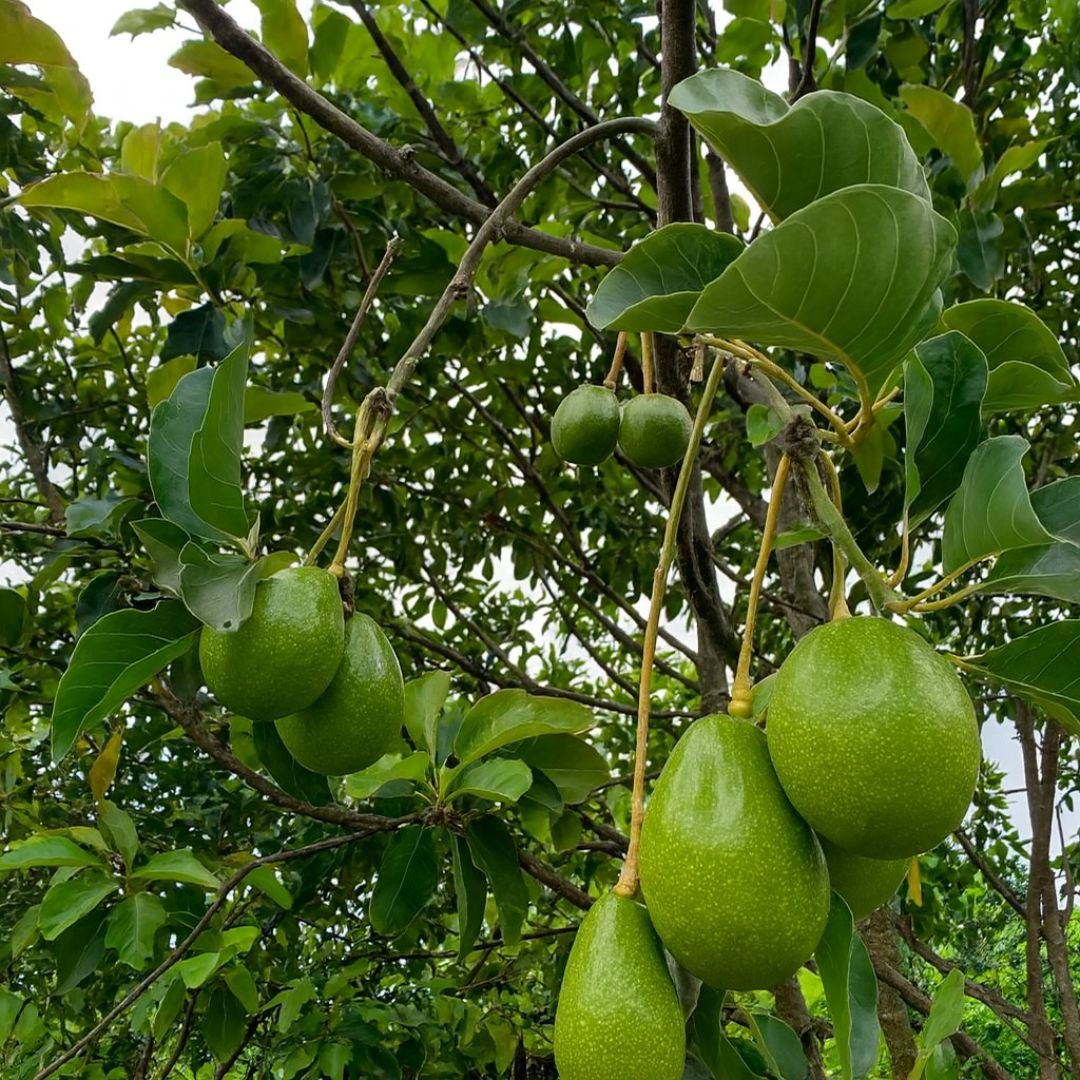 p&eacute; de abacate Margarida com frutos grandes