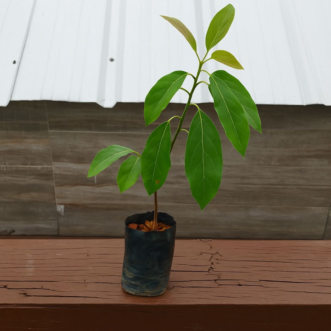abacate Hass ideal para vaso ou jardim