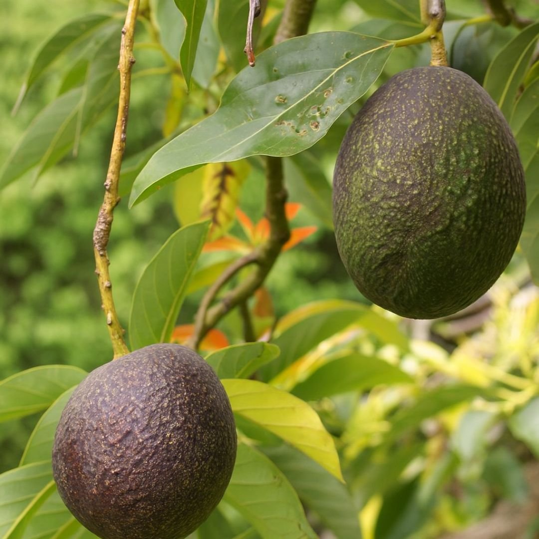 p&eacute; de abacate Hass com frutos pequenos e cremosos