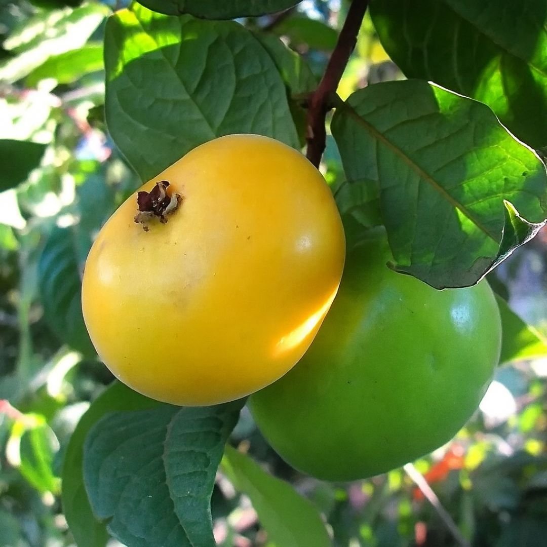 muda de ara&ccedil;&aacute; olho de boi que frutifica cedo