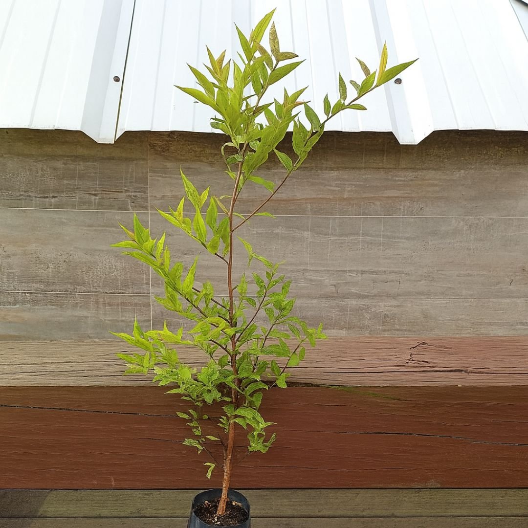 Araçá Olho de Boi em Quintal araçá olho de boi ideal para cultivo no quintal